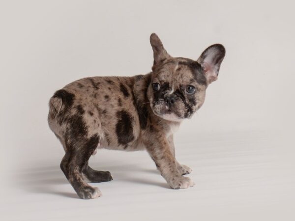 Image of FRENCH BULLDOG posted on 2022-03-26 13:00:08 from gurgaon