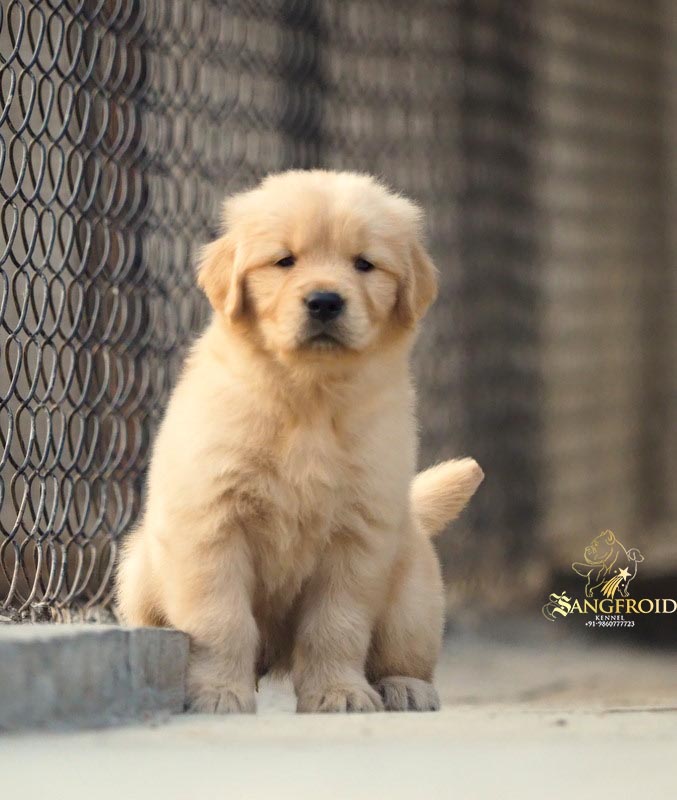 Image of GOLDEN RETRIEVER posted on 2022-08-22 04:07:05 from Mumbai