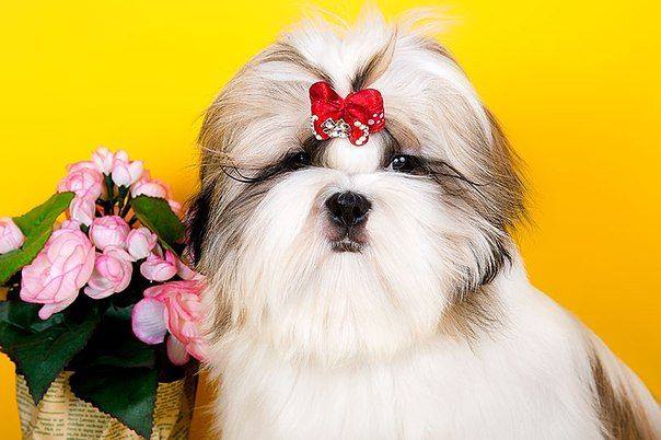 Image of shih tzu posted on 2022-08-22 04:07:05 from Mumbai