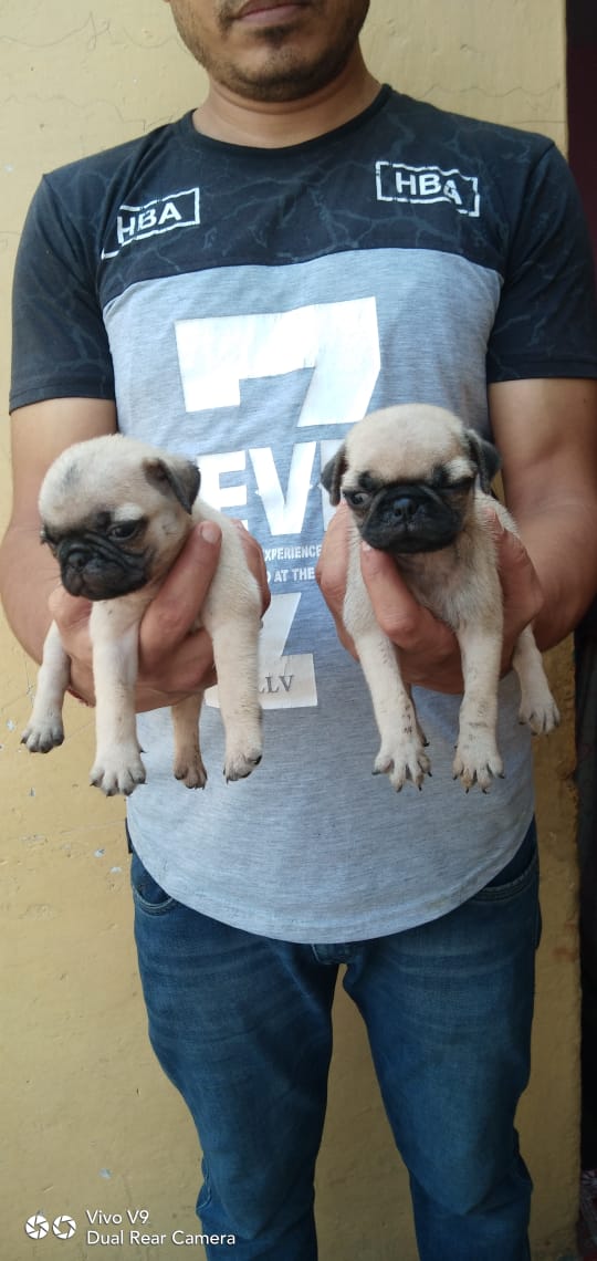 Image of PUG posted on 2022-03-26 13:00:08 from gurgaon