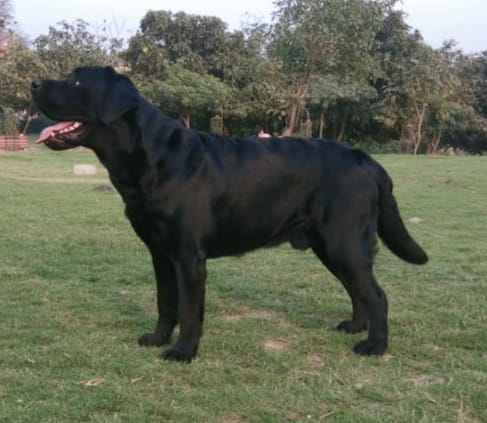 Image of LABRADOR posted on 2022-03-26 13:00:08 from gurgaon