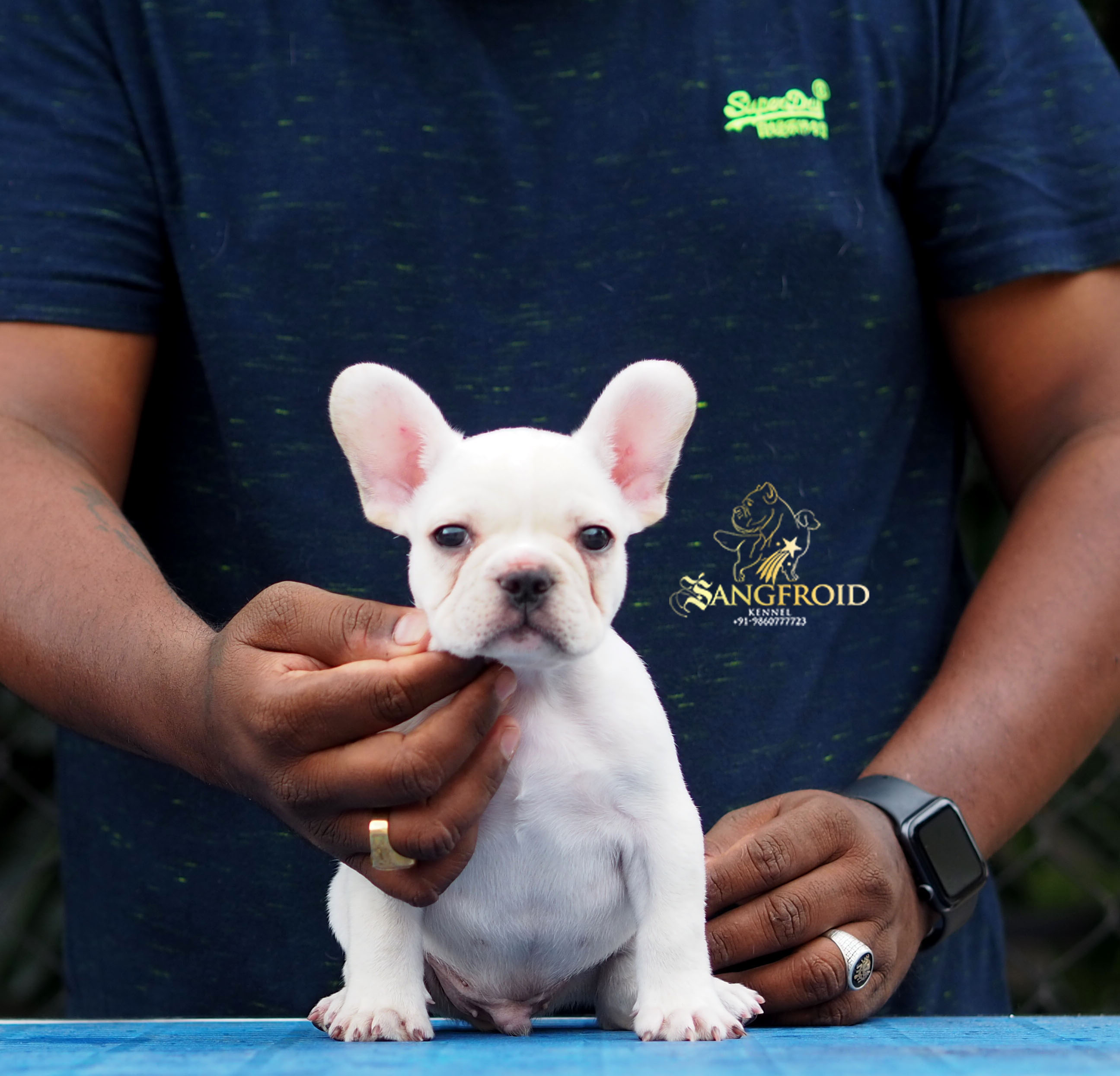 Image of French Bulldog posted on 2022-08-22 04:07:05 from Mumbai