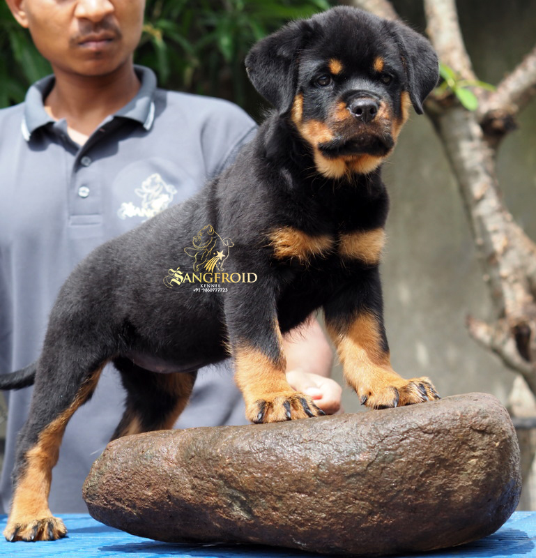 Heavy bone rottweiler hotsell