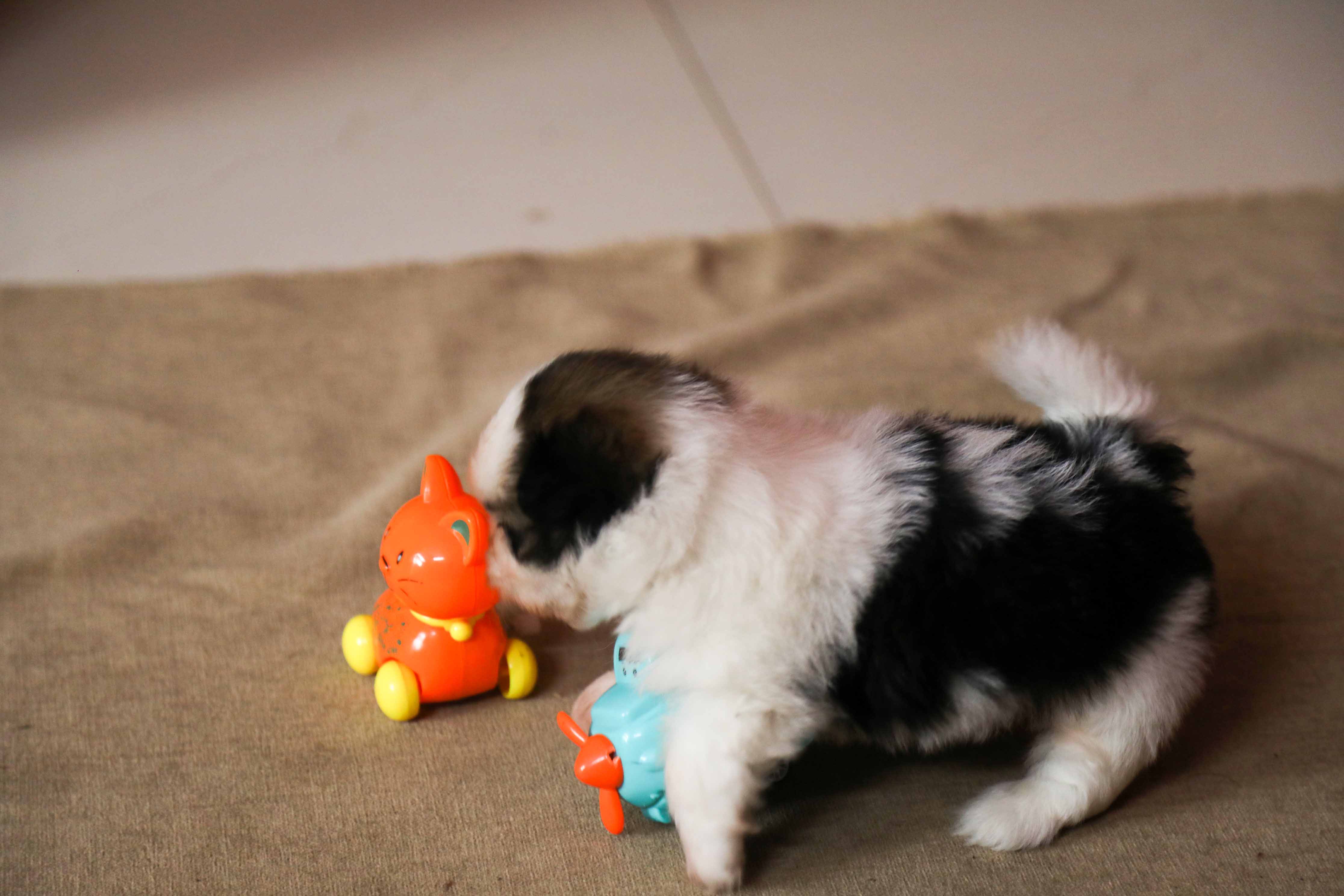 pic of shih tzu posted on 2022-01-28 13:10:23