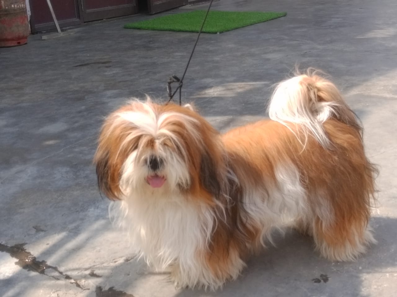 Image of LHASA APSO posted on 2022-03-26 13:00:08 from Delhi