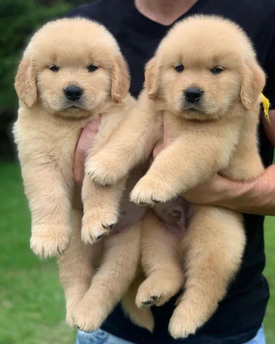 pic of GOLDEN RETRIEVER posted on 2022-08-22 04:07:05