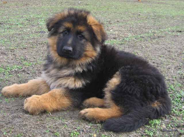 Image of german shepherd posted on 2022-06-22 15:00:15 from delhi