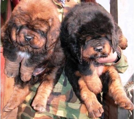 Image of tibetan mastiff posted on 2022-06-22 15:00:15 from kochi