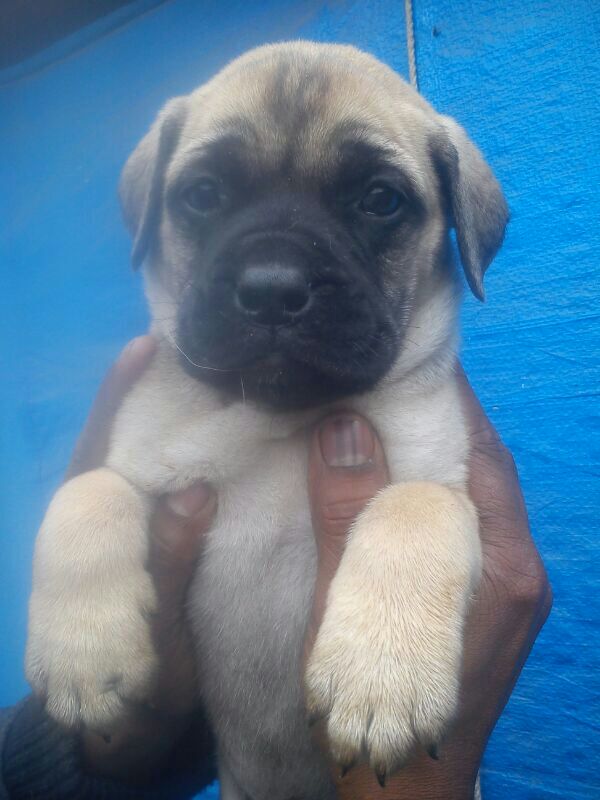 Image of bull mastiff posted on 2022-06-22 15:00:15 from mumbai