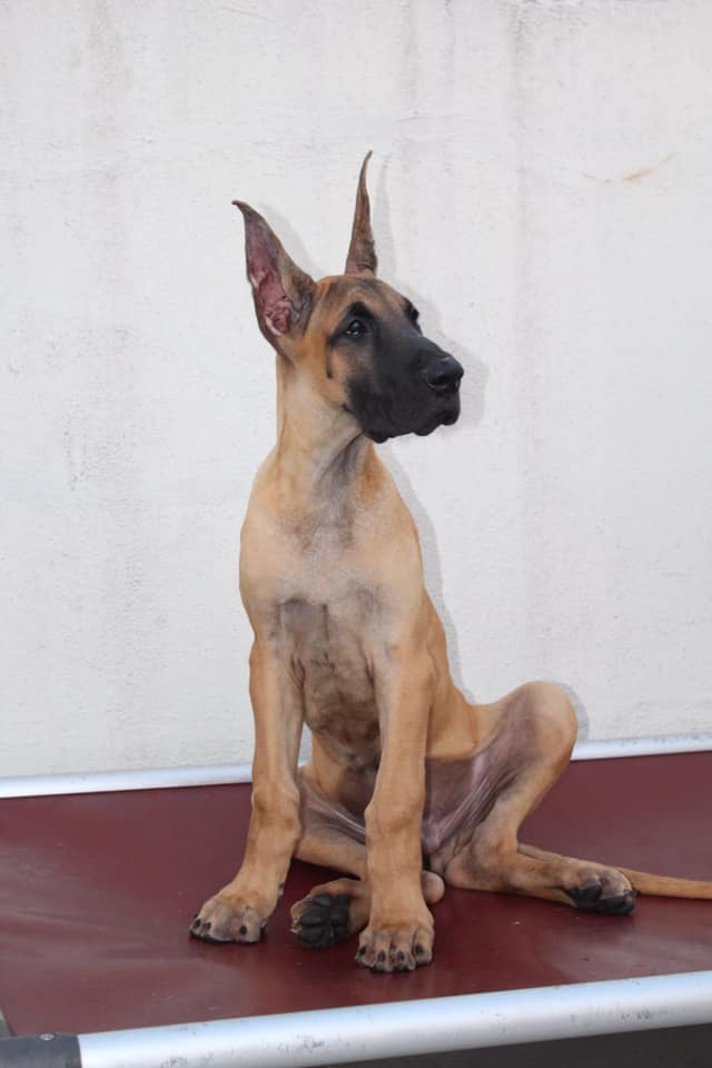 Image of Great Dane posted on 2022-08-22 04:07:05 from Mumbai