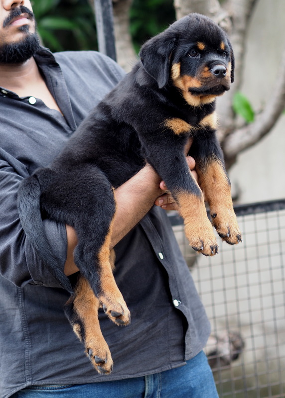 Image of Rottweiler posted on 2022-08-22 04:07:05 from Mumbai