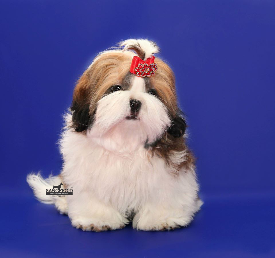 Image of SHIH TZU posted on 2022-08-22 04:07:05 from Mumbai