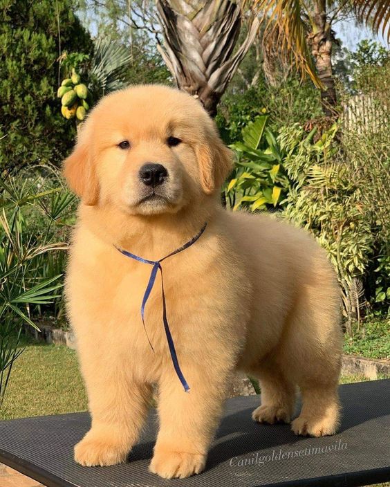 Image of Golden Retriever posted on 2022-08-22 04:07:05 from Mumbai