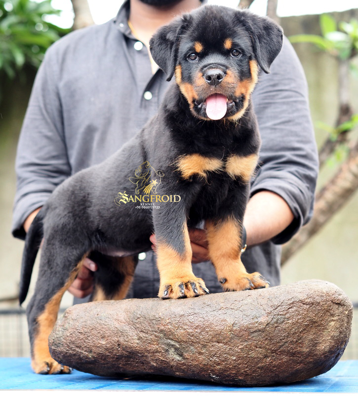 Image of Rottweiler posted on 2022-08-22 04:07:05 from Mumbai