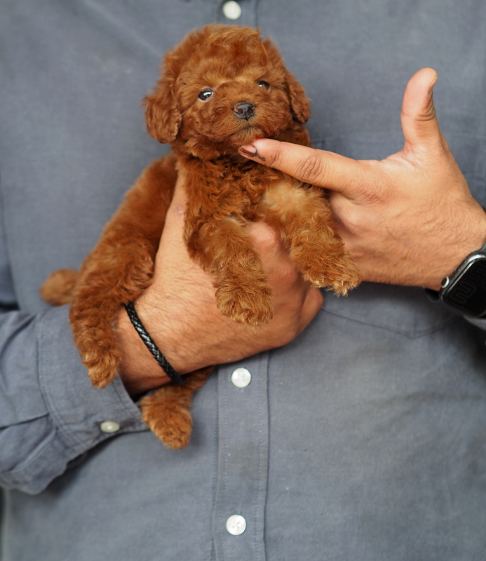 pic of Toy Poodle posted on 2022-08-22 04:07:05