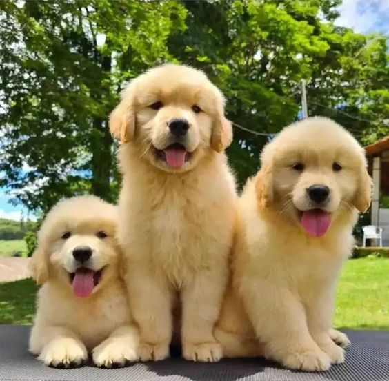 pic of Golden Retriever posted on 2022-08-22 04:07:05