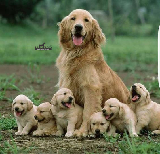 pic of golden retriever posted on 2022-08-22 04:07:05