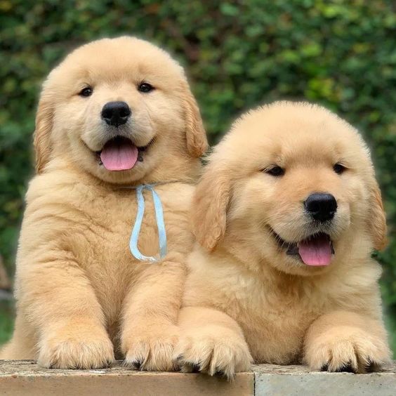 pic of golden retriever posted on 2022-08-22 04:07:05