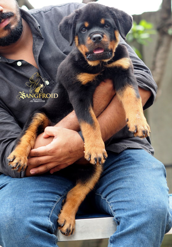 Image of rottweiler posted on 2022-08-22 04:07:05 from ahmedabad