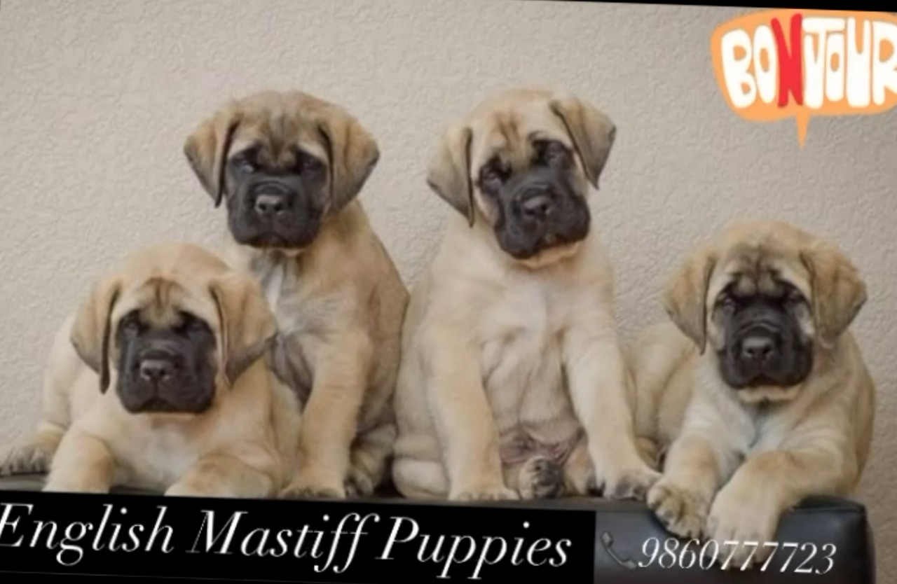 English Mastiff puppies from ahmedabad. Breeder: Swapnil