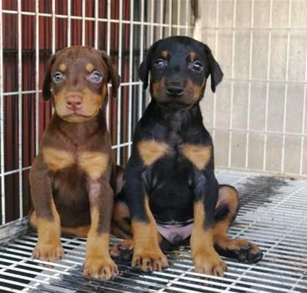 doberman puppies from kolhapur. Breeder: Swapnil