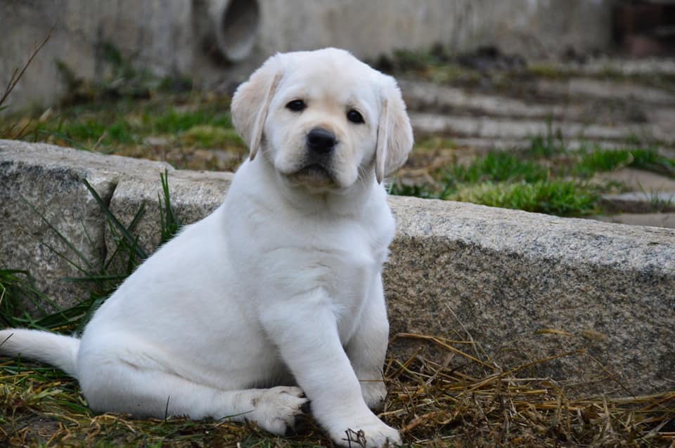 Labrador puppies from mumbai. Breeder: Swapnil