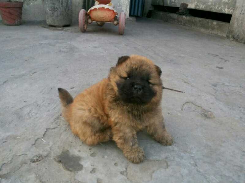 chow chow puppies from delhi. Breeder: PET SHOP ONLINE