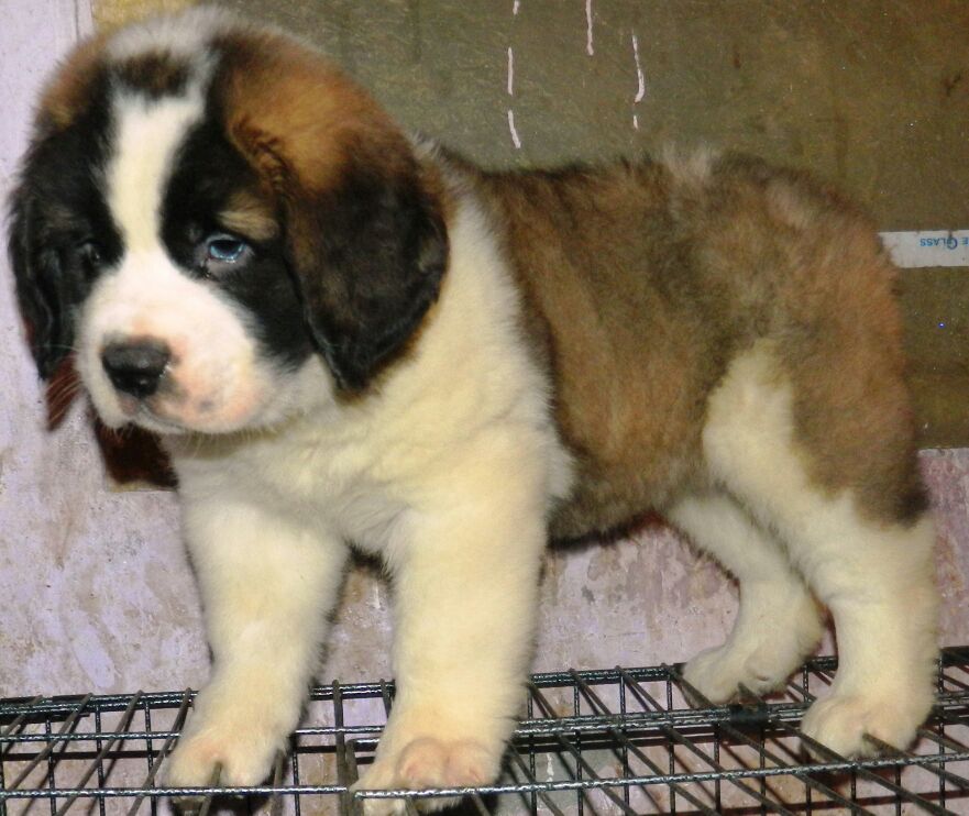 saint bernard puppies from kochi. Breeder: PET SHOP ONLINE