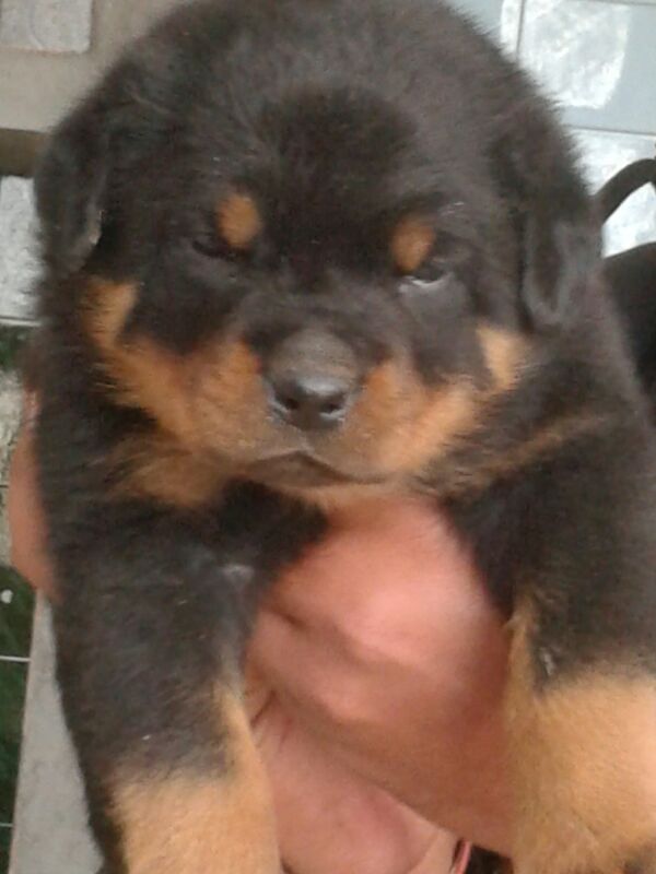 Rottweiler puppies from Rottweiler. Breeder: PET SHOP ONLINE