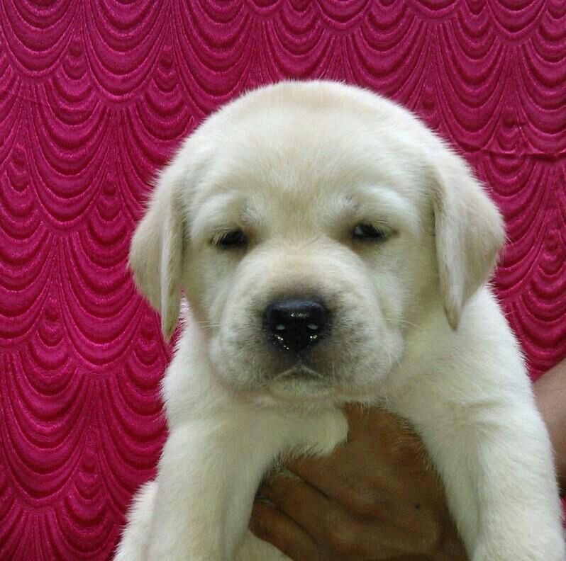 Labrador puppies from delhi. Breeder: PET SHOP ONLINE