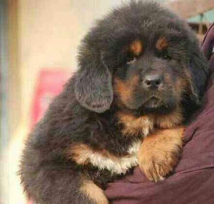 Tibetan mastiff puppies from tamilnadu. Breeder: PET SHOP ONLINE