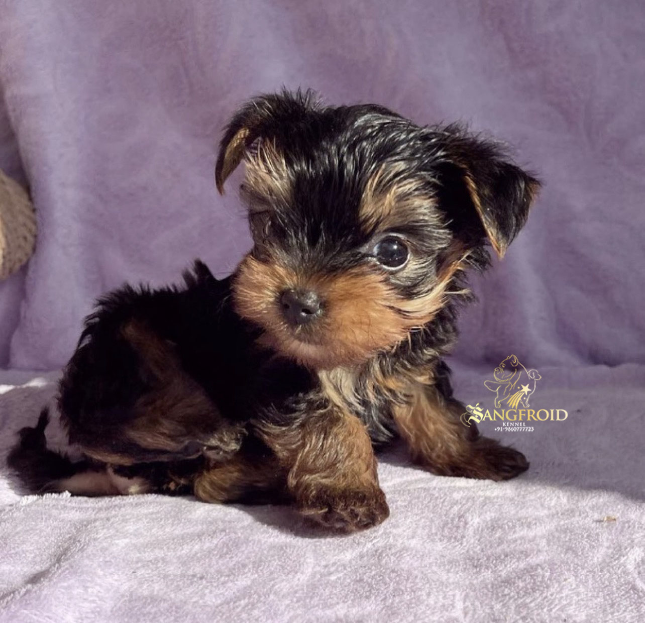 Image of Yorkshire terrier posted on 2022-08-22 04:07:05 from mumbai