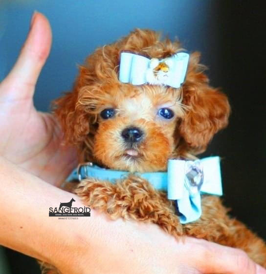 Image of Toy Poodle posted on 2022-08-22 04:07:05 from mumbai