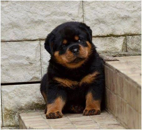 Rottweiler puppies from surat. Breeder: Swapnil