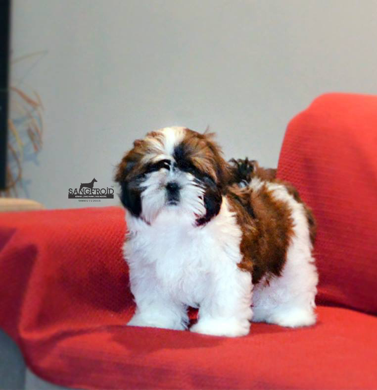 pic of Shih Tzu posted on 2022-08-22 04:07:05