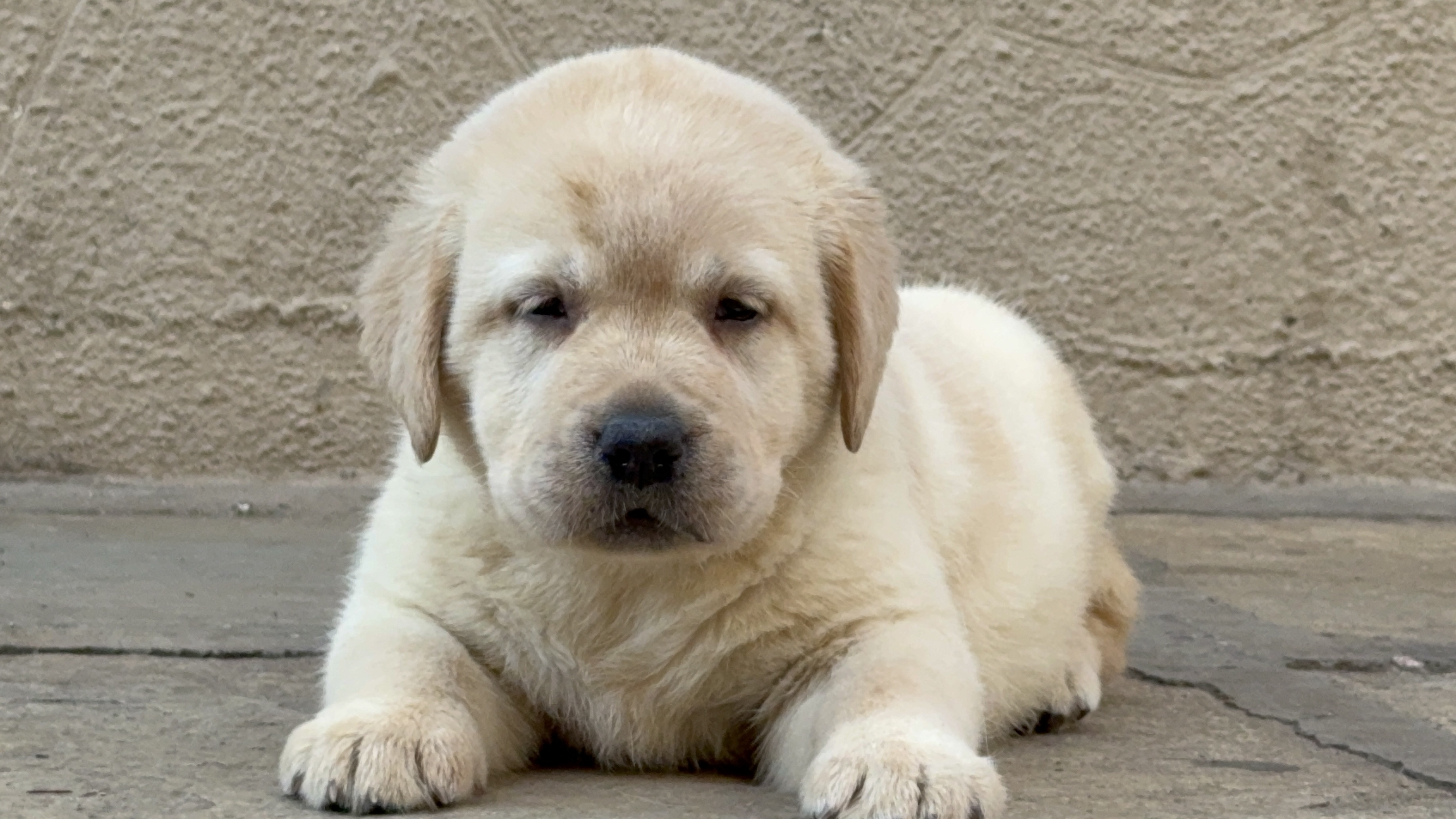 Image of Labrador posted on 2023-06-15 03:23:53 from Mumbai