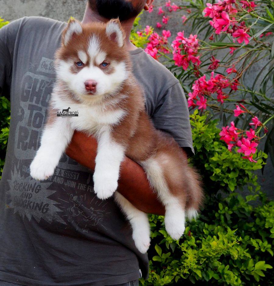 pic of Siberian husky posted on 2022-08-22 04:07:05