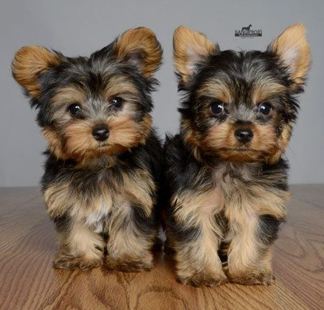 Image of Yorkshire Terrier posted on 2022-08-22 04:07:05 from Mumbai
