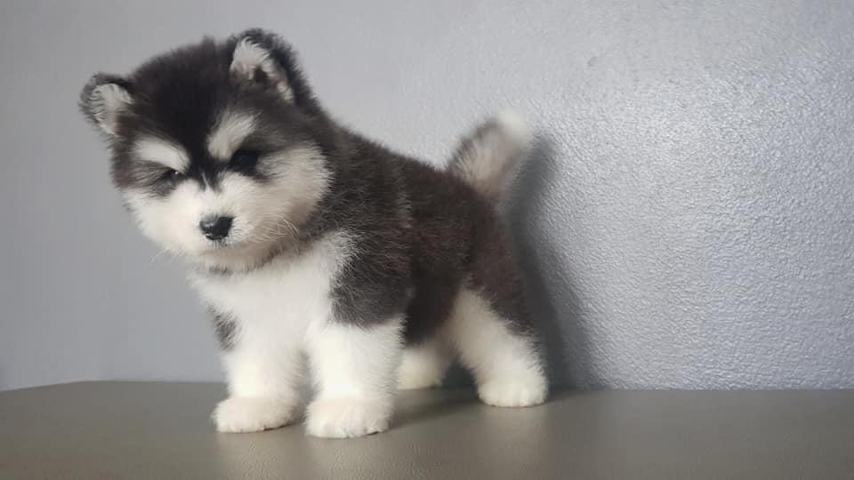 Image of Siberian Husky posted on 2022-08-22 04:07:05 from mumbai