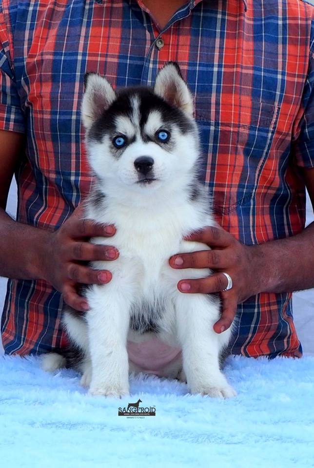 Siberian husky puppies from Mumbai. Breeder: Swapnil