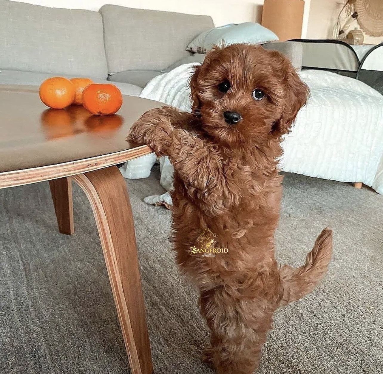 Toy Poodle puppies from Mumbai. Breeder: Swapnil