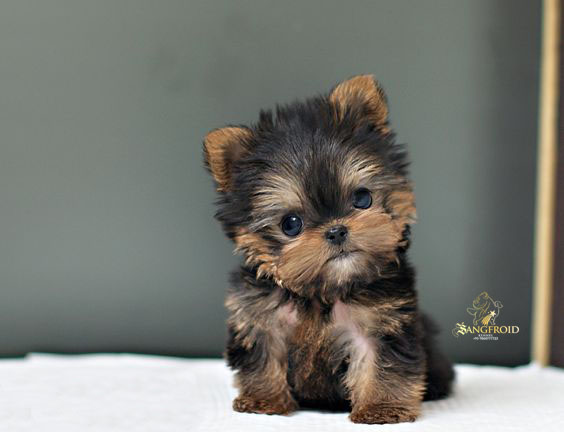 Yorkshire Terrier puppies from Mumbai. Breeder: Swapnil