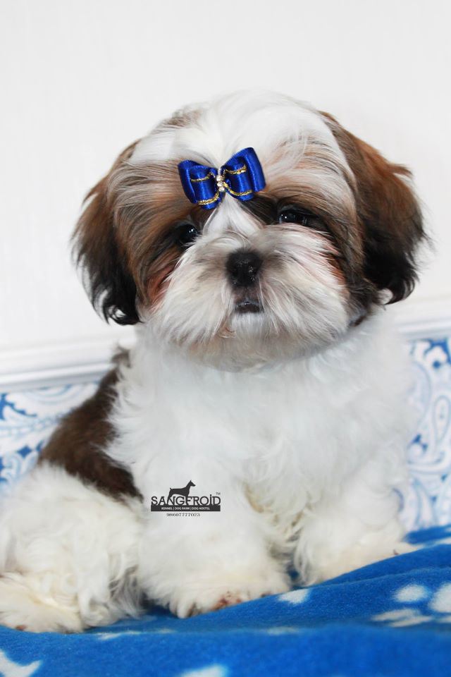 Shih Tzu puppies from mumbai. Breeder: Swapnil