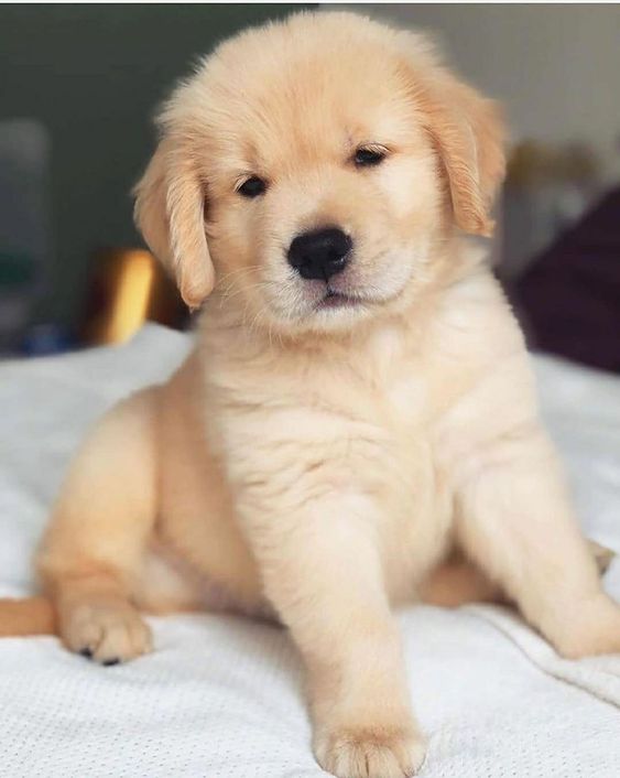 Golden Retriever puppies from Mumbai. Breeder: Swapnil