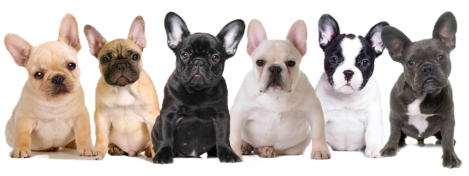 French Bulldog puppies from mumbai. Breeder: Swapnil