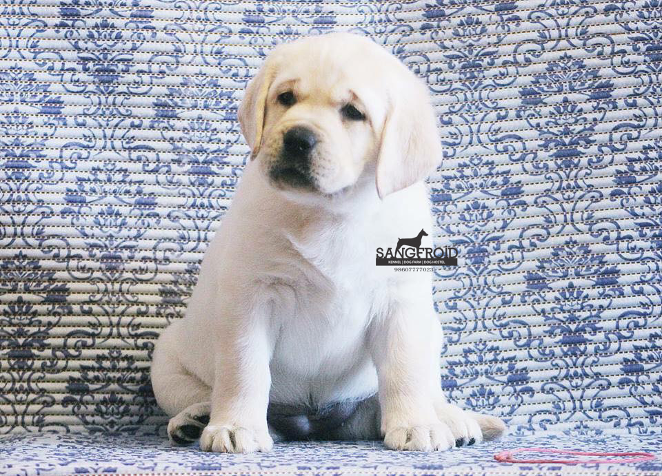 Labrador puppies from Mumbai. Breeder: Swapnil