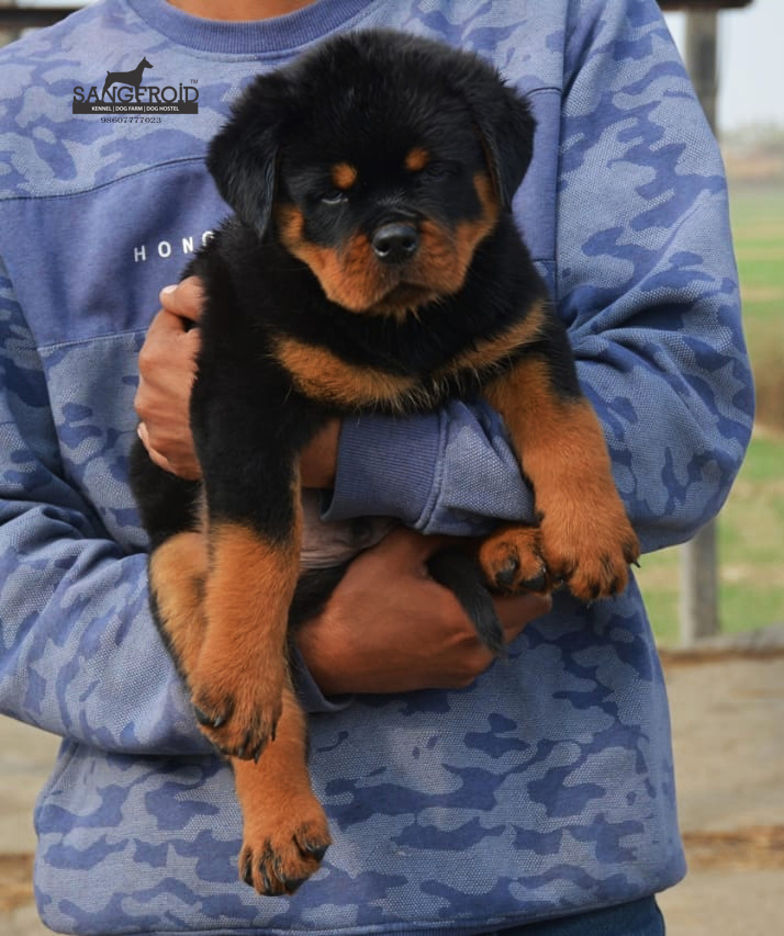 Rottweiler puppies from mumbai. Breeder: Swapnil