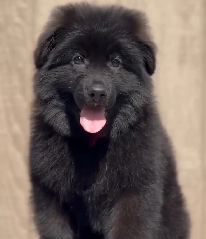 German Shepherd puppies from Mumbai. Breeder: Swapnil