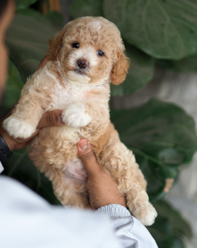 maltipoo puppies from mumbai. Breeder: Swapnil