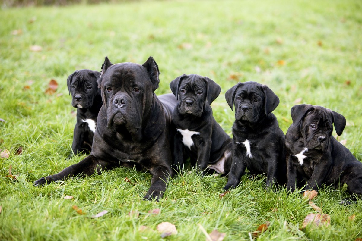 pic of CANE CORSO posted on 2022-03-13 14:06:50